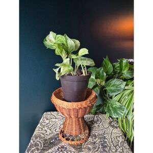 Vintage Wicker Pedestal Basket Boho Rattan Plant Stand Ikebana Style Decor